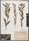 Foto von Salix triandra subsp. amygdalina (L.) Schübl. & G. Martens